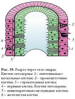 Замена гидры